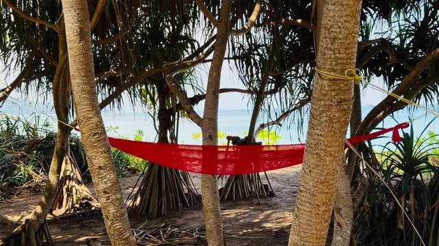 Colorful hammocks hanging between tropical pandanus trees on a sunny beach. Peaceful shaded rest area with a view of the turquoise ocean in Thailand. Concept of relaxation, travel, and paradise.