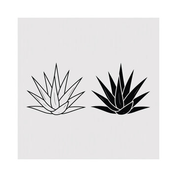Two agave plants one color and one black and white against a gray background