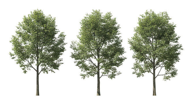 Three mature green trees in full leaf, isolated, trees PNG, cut out