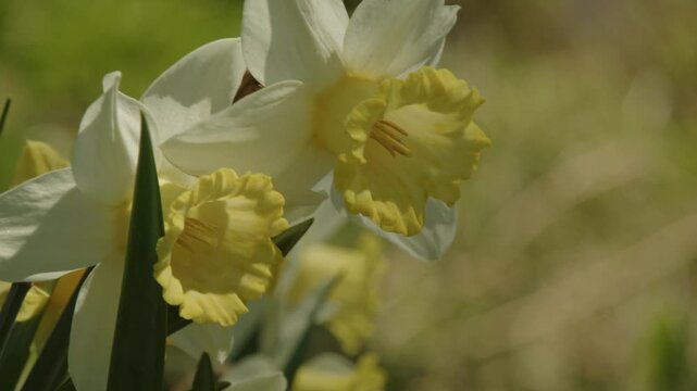 Extreme macro of a blooming yellow daffodil in a Halifax park during spring. Nova Scotia, Canada, detailed petals in bright sunlight, symbol of nature awakening and new beginnings 4K