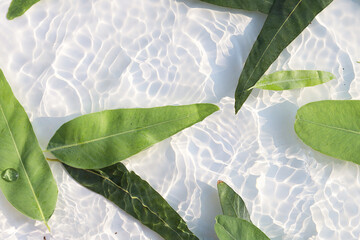 Fresh eucalyptus leaves floating in clear water with sunlight ripple patterns © Bowonpat