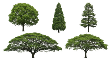 Fototapeta premium Collection of diverse green trees with various shapes isolated for landscape