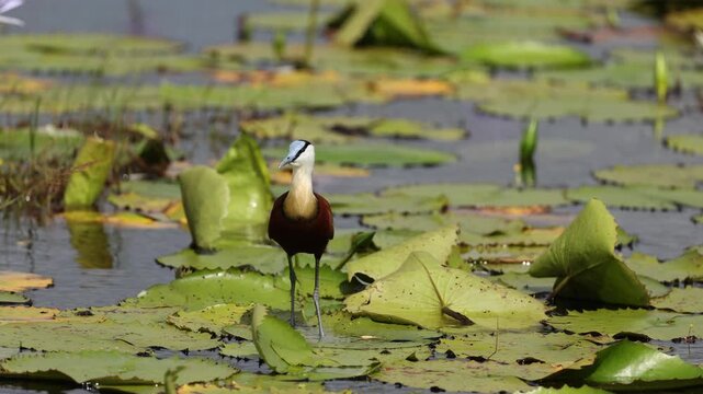African jacana walking across floating water lily pads in shallow wetland habitat, delicate bird stepping on green leaves over calm water surface, detailed wildlife nature scene, soft natural light