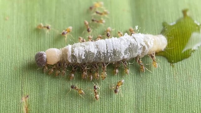 Tapinoma melanocephalum Ghost Ants Feeding on Banana Leaf Roller Caterpillar