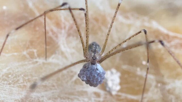 Crossopriza lyoni Tailed Cellar Spider Carrying Egg Sac on a Web - Front View Macro