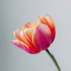 Fototapeta premium pink and yellow flower 