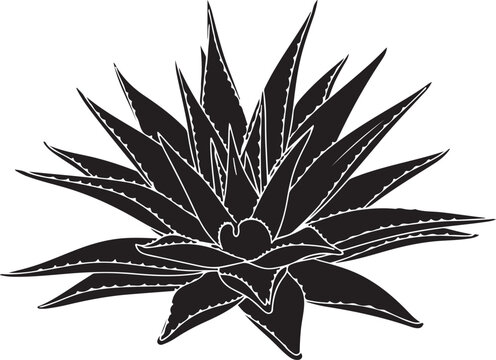 A striking illustration of a spiky agave plant with prominent central rosette silhouette vector icon