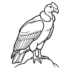 Obraz premium Majestic vulture standing proudly on rocky outcrop