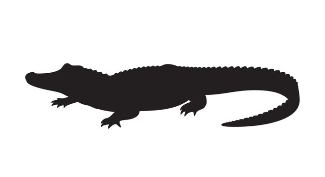 Black alligator silhouette in dark monochrome lighting for wildlife illustration