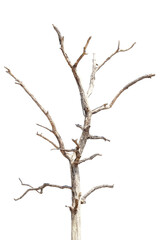 Fototapeta premium Natural branch, single branch, tree branch