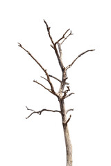 Fototapeta premium Natural branch, single branch, tree branch