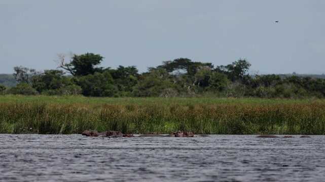 Hippopotamus pod resting in shallow river water, only eyes and backs visible above surface, calm behavior, ripples and reflections, warm African light, cinematic wildlife scene, peaceful mood, high