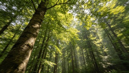 Fototapeta premium sun rays through the forest