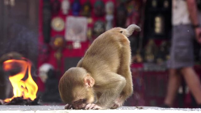 Baby Macaques monkey eating of the floor