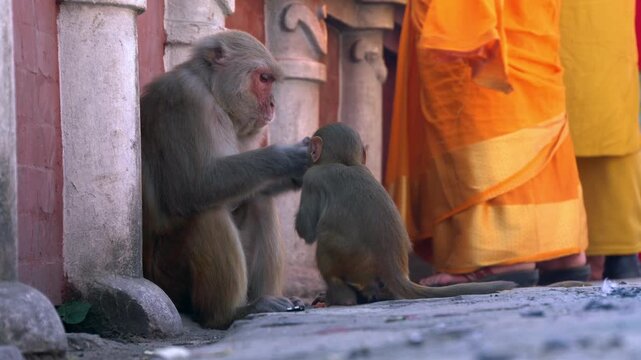 Mother and baby Macaque monkeys in Nepal
