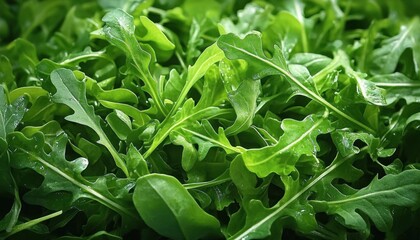 Obraz premium vibrant fresh arugula leaves with dewy droplets, close-up of crisp green salad leaves conveying freshness and vitality