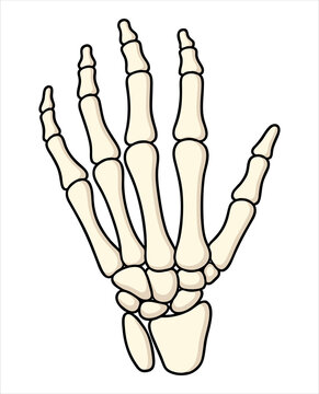 Human Hand Skeleton Anatomy Illustration, Medical Bone Structure Drawing, Orthopedic Healthcare Concept, Minimal Line Art Isolated on Background