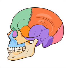 Colorful Human Skull Bone Anatomy Side View Illustration on Soft Gray Background © CutRiska