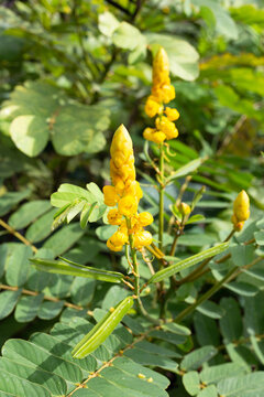 Yellow candle bush flowers blooming in a tropical garden.