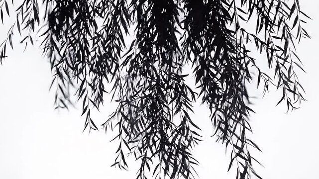 Draping Weeping Willow Shadow Overlay Isolated
