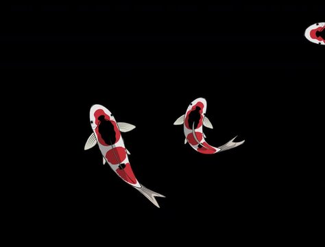 2K red and black Fish Koi