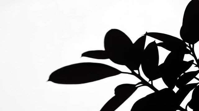 Modern Bold Oval Leaf Shadow Overlay Isolated