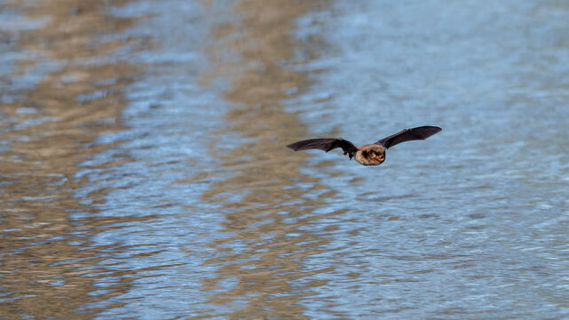 eine Fledermaus fliegt &uuml;ber eine See