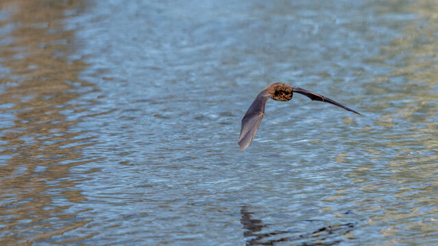 eine Fledermaus fliegt &uuml;ber eine See