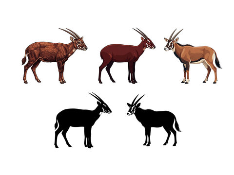 The saola animal vector is one of the protected and endangered animals