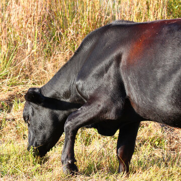 Cow Grazing in central Florida