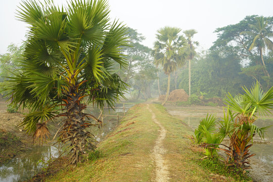 Dirt path through rural agricultural fields with palm trees in morning mist