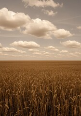 Naklejka premium Sprawling field of mature wheat stalks under a cloudy sky suitable for organic food packaging background, agricultural banner with warm mocha brown and tan tones