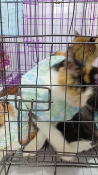 Four kittens inside a wire cage after grooming session. Small cats wearing floral collars looking at camera in a pet shop or veterinary clinic environment.