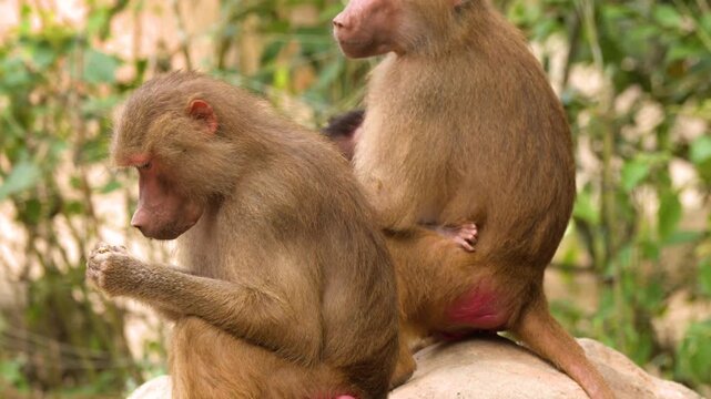 Two baboons sitting on rock in nature environment with one grooming and eating in sunlight.