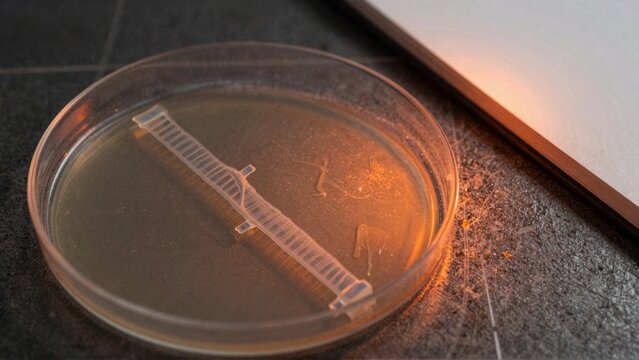 A small plastic toothbrush floating in a petri dish