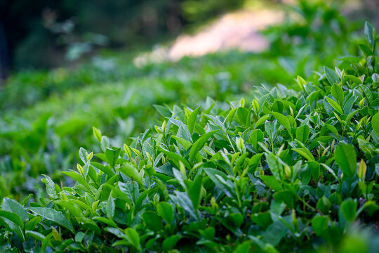Picking green tea leaves at the Matsesta tea plantation, Krasnodar region of Russia