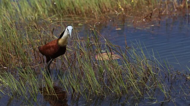 African jacana walking across floating water lily pads in shallow wetland habitat, delicate bird stepping on green leaves over calm water surface, detailed wildlife nature scene, soft natural light