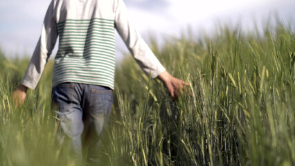 boy walks along a wheat field, holds a hand on wheat, back view, have fun and enjoy © vla