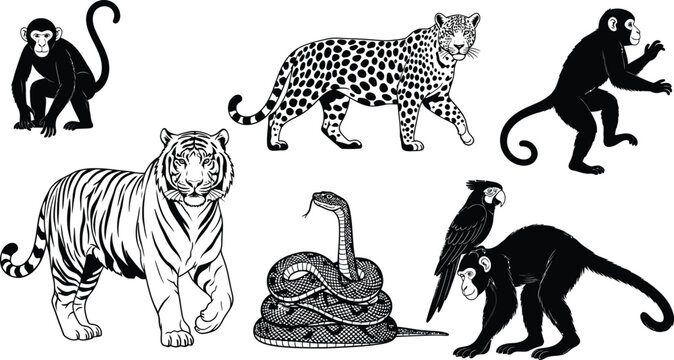 Black and white of jungle animals monkeys tiger leopard snake