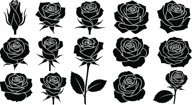 Black and white roses in various stages of bloom flowers floral