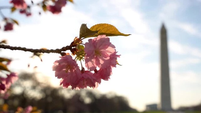 Light sky background with blossom and blurred Washington DC landmark outline subtle identity