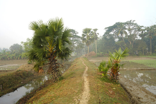 Narrow dirt path running through misty agricultural paddy fields with lush palm trees
