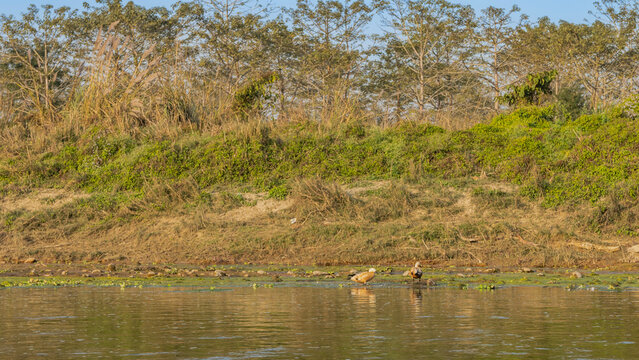 A calm river in the wilderness. There is a green jungle vegetation on the shore. Ducks Mareca Penelope sviyaz are walking by the water. Nepal. Chitwan National Park. Rapti River.
 
