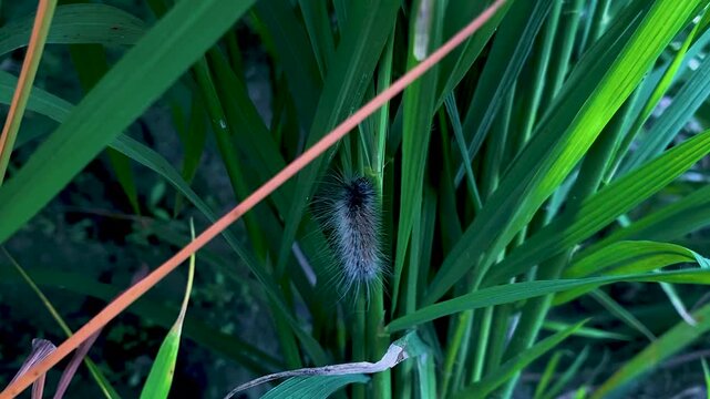 Spiky Hairy Caterpillar Climbing Up a Tall Blade of Green Grass in the Wild