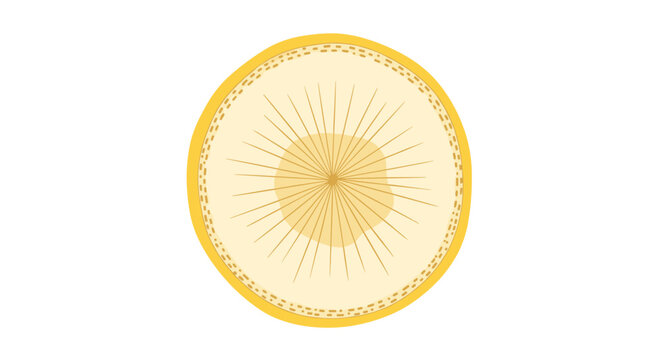 Circular illustration of a fruit cross section or a tree trunk with concentric rings and fine lines from the center area.