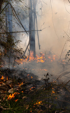Wildfires in tropical forest release carbon dioxide (CO2) emissions and other greenhouse gases (GHG) that contribute to climate change.