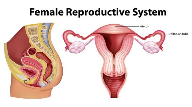 Educational animation of female reproductive system anatomy showing uterus and ovaries on white and green screen.