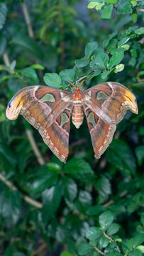 Atlas Moth (Attacus atlas) on Leaf &ndash; World&rsquo;s Largest Moth in Natural Habitat