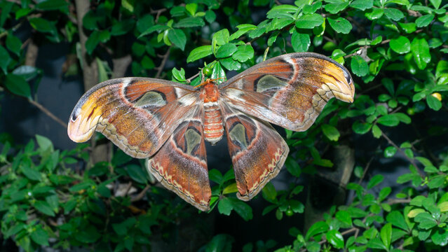 Atlas Moth (Attacus atlas) on Leaf &ndash; World&rsquo;s Largest Moth in Natural Habitat