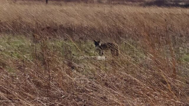 Wild fox moving through dry grass field in natural habitat. Outdoor wildlife